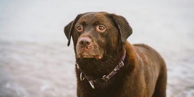 Man in Zeebrugge denkt dat zijn Labrador is verdronken