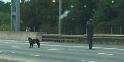 Man laat hond uit op snelweg
