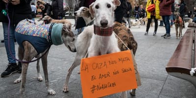 manifestacion-galgos-1-febrero