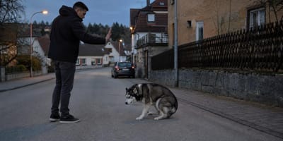 Mann bedroht verängstigten Hund