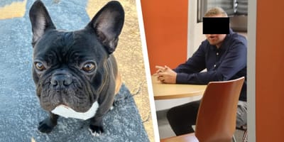 Mann beißt Hund Carlos