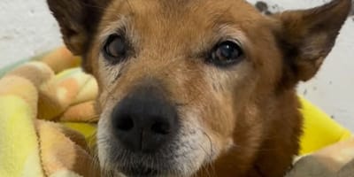 manoli-perrita-abuela-toledo