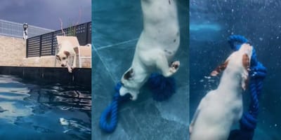 manolo-perro-buceador-TikTok