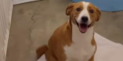 Maple the dog