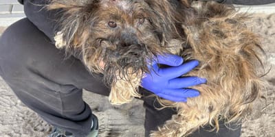 Marcelina - pies zombie