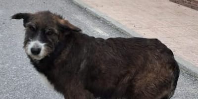 mari-cruz-perra-en-adopcion-granada