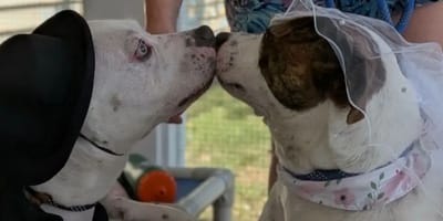 Dog wedding