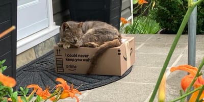 Maribel, de kat die op een Amazon-pakketje werd gevonden, herstelt langzaam buiten de drukte van het asiel.