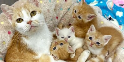 Marigold and her kittens