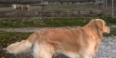 Marley le chien