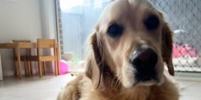 Marshall il cagnolino