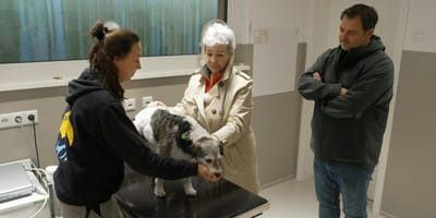 Martin Rütter Hunde-Senioren