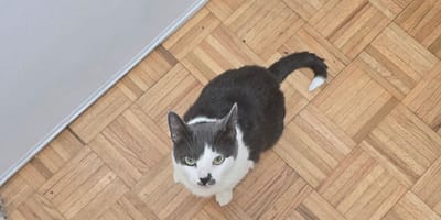 Marty Wolf la gattina