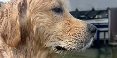Golden retriever Maverick