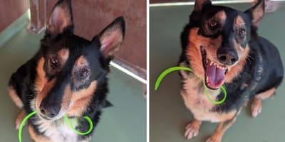 Max, chien à adopter