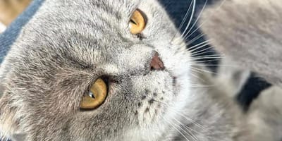 Maximus - Bart De Wever