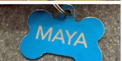 Maya la chienne