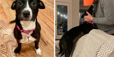 Maya, la chienne de refuge