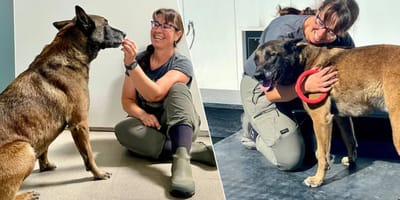 Malinois Dex wurde an einen Pfahl gebunden zurückgelassen