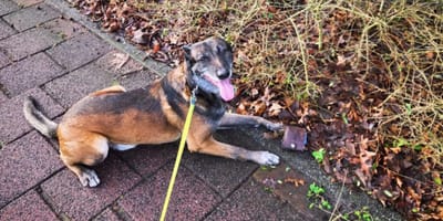 Mechelse herder Jax vindt portemonnee tijdens uitlaatrondje