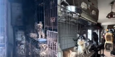 Meer dan 100 honden aangetroffen in woning bij oude vrouw