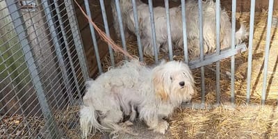 Meer dan 40 verwaarloosde dieren aangetroffen in Berkel-Enschot