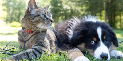 Meerdere katten en honden uit woning gehaald in Mijdrecht