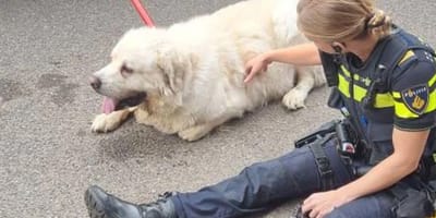 Mees, de Pyrenese berghond uit Tilburg is helaas overleden