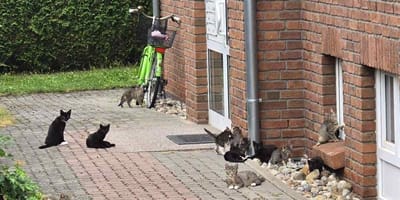 Mehrere Katzen vor einem Haus