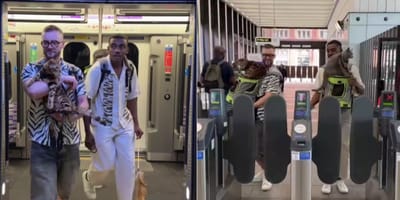 Men carrying cats out of tube and through barriers