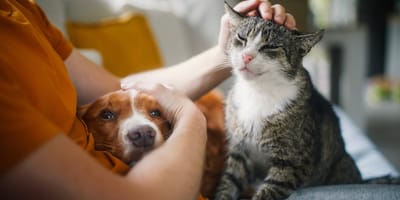 Mensch schmust mit Hund und Katze
