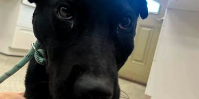 Mercy la chienne