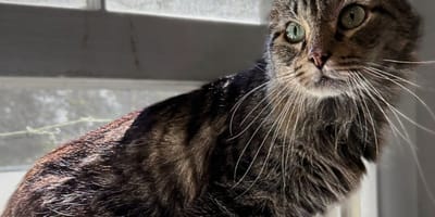 Merlin, chat tigré âgé, a été opéré des dents et attend désormais une famille