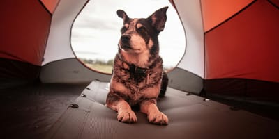 met je hond naar de camping in Nederland