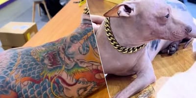 Mexicaanse naakthond vol met tattoo's zorgt voor veel ophef en woede