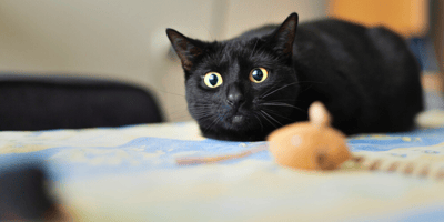 Mi gato tiene los ojos dilatados cuando me ve