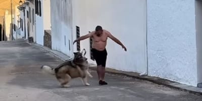 mi-padre-jugando-con-el-perro-que-no-queria-namek-malamute