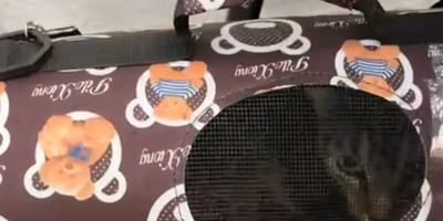 Die Katze Mia wurde mit einem Zettel ihrer Halterin vor einem Tierheim in New York ausgesetzt.