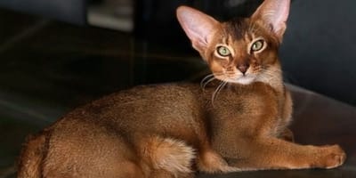 Michy Batshuayi heeft via zijn Instagram-account om hulp gevraagd voor zijn kat