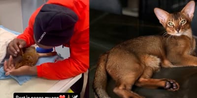 Michy Batshuayi's kat is helaas overleden