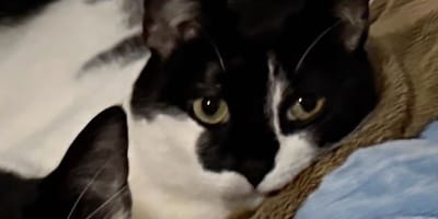 Mike de kat