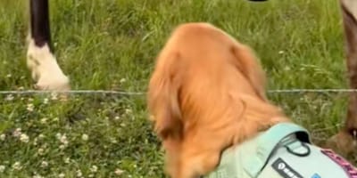 Miley the dog