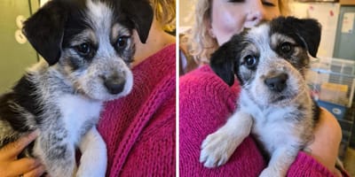 Milka - porzucony szczeniak