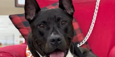 Milo the dog