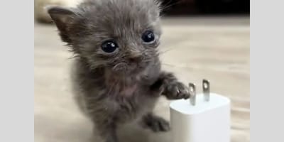 Mini-Kätzchen "Mouse"