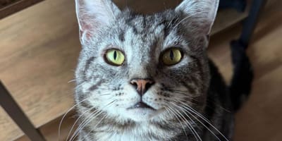 Kater Minty