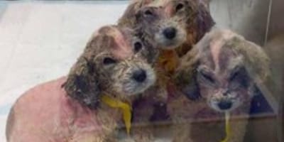 petits chiens