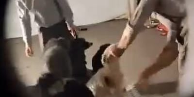 Misshandlungen von Hunden im Europapark