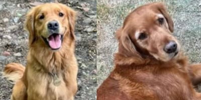 Golden retrievers desaparecidos