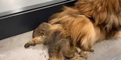 Mit Kot verklebter Hund